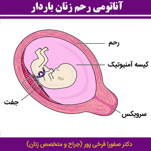 آناتومی رحم زنان باردار